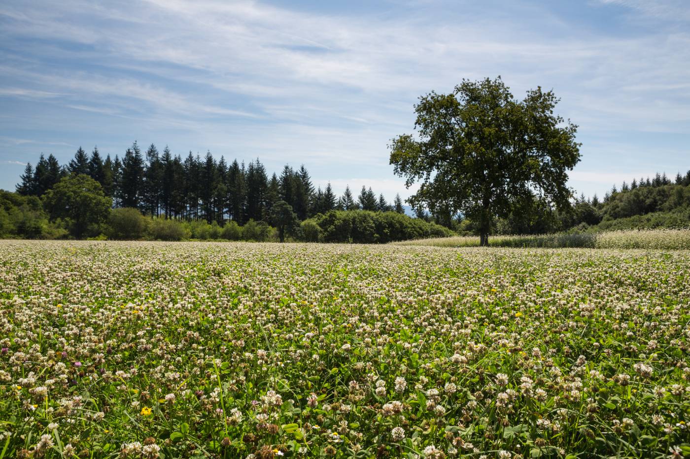 Regenerative Agriculture Can Play A Key Role In Combating Climate ...